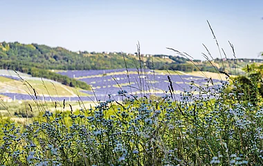 Ein Solarpark erstrecket sich sanft an den Hang, umgeben von üppiger Vegetation.