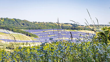 Ein Solarpark erstrecket sich sanft an den Hang, umgeben von üppiger Vegetation.