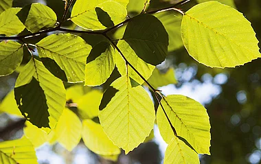 Blätter mit feinen Adern im Gegenlicht, zeigen eine detaillierte Struktur.