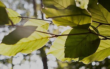 Sonnenlicht fällt durch das Blätterdach und erzeugt ein warmes, natürliches Ambiente.