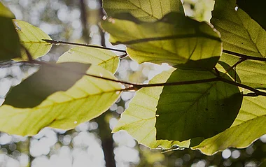Sonnenlicht fällt durch das Blätterdach und erzeugt ein warmes, natürliches Ambiente.