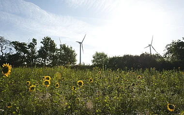 Windräder auf einer grünen Wiese mit vielen Sonnenblumen im Vordergrund.