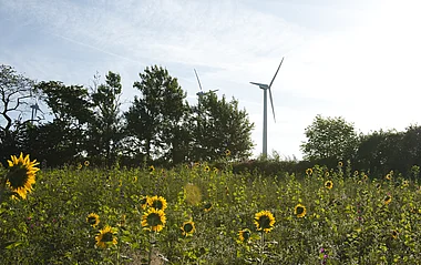 Windräder auf einer grünen Wiese mit vielen Sonnenblumen im Vordergrund.