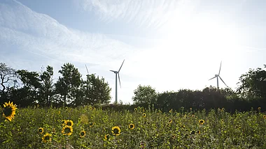 Windräder auf einer grünen Wiese mit vielen Sonnenblumen im Vordergrund.