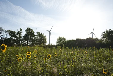 Windräder auf einer grünen Wiese mit vielen Sonnenblumen im Vordergrund.