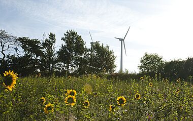 Windräder auf einer grünen Wiese mit vielen Sonnenblumen im Vordergrund.