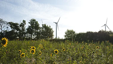 Windräder auf einer grünen Wiese mit vielen Sonnenblumen im Vordergrund.