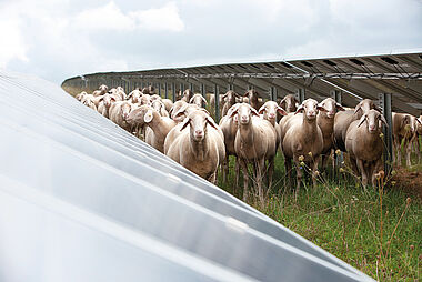 Schafe grasen auf einer grünen Wiese unter bewölktem Himmel.