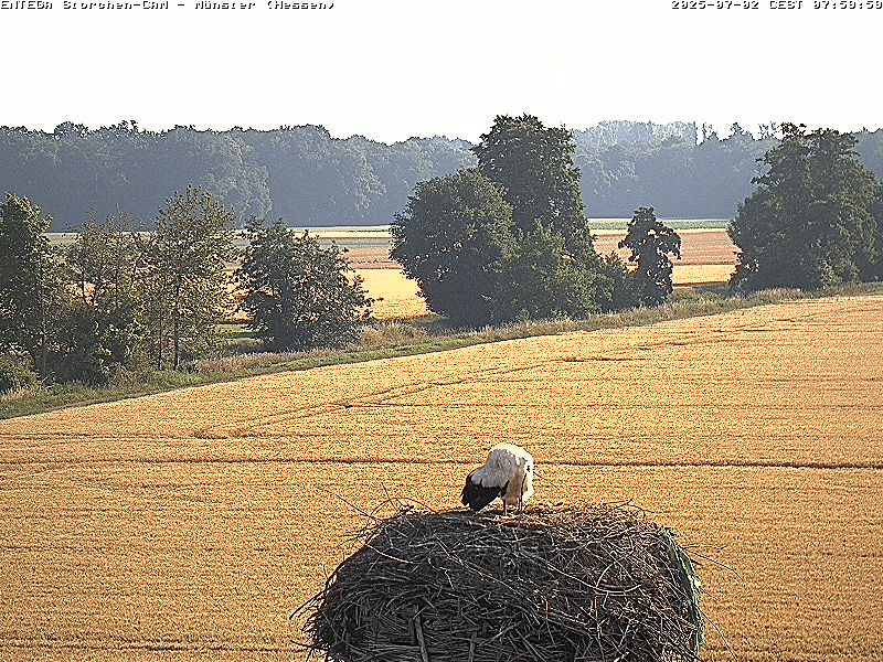 morgens
