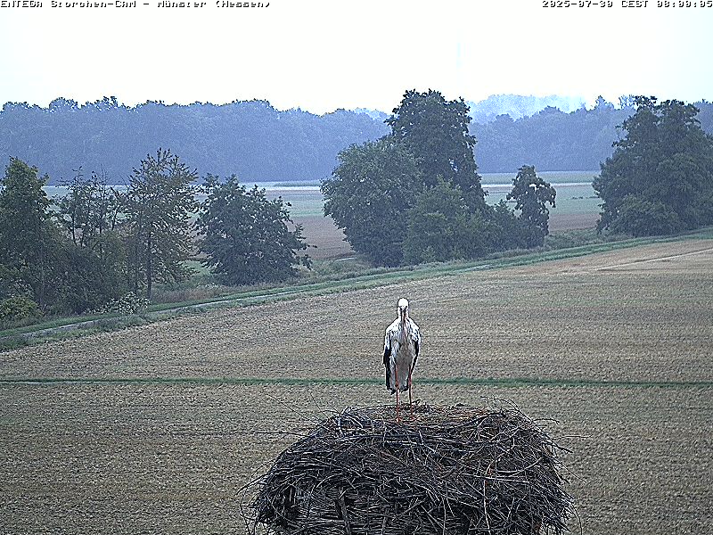 morgens