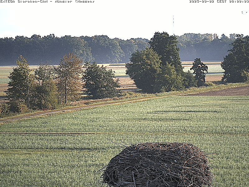 morgens