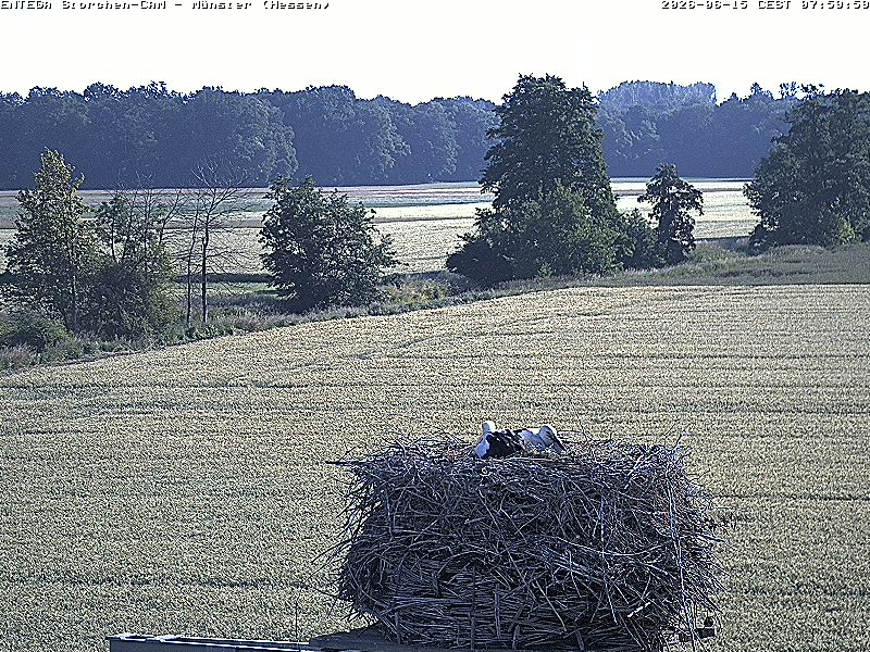 morgens