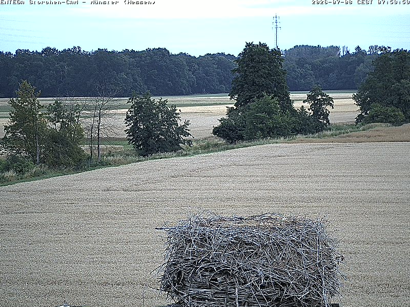 morgens