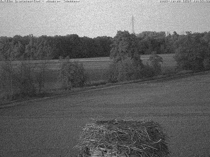 Aktuelles Bild der Storchen-Webcam