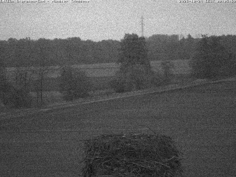 Aktuelles Bild der Storchen-Webcam