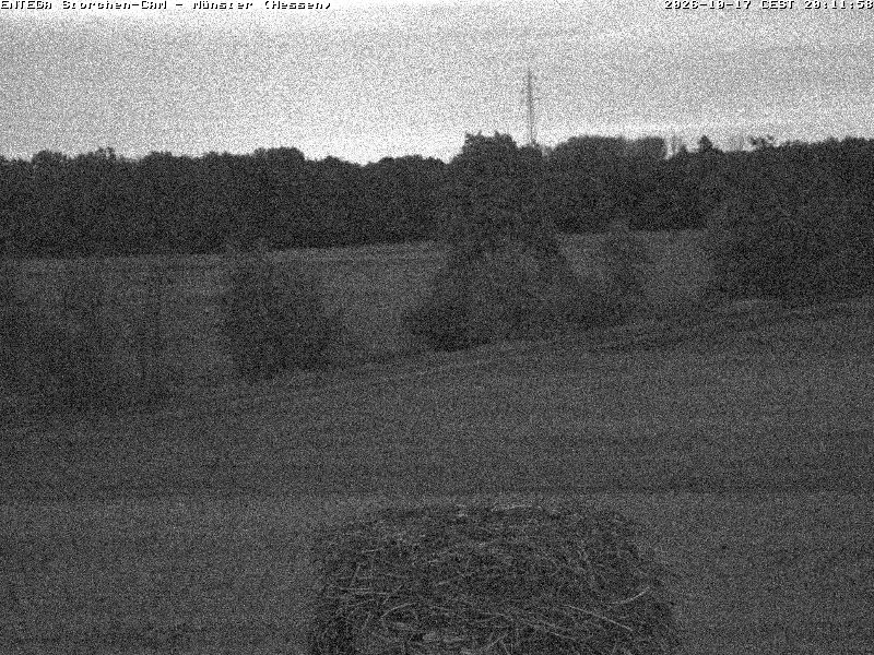 Aktuelles Bild der Storchen-Webcam